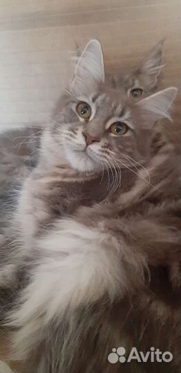 Котята мэйн-кун