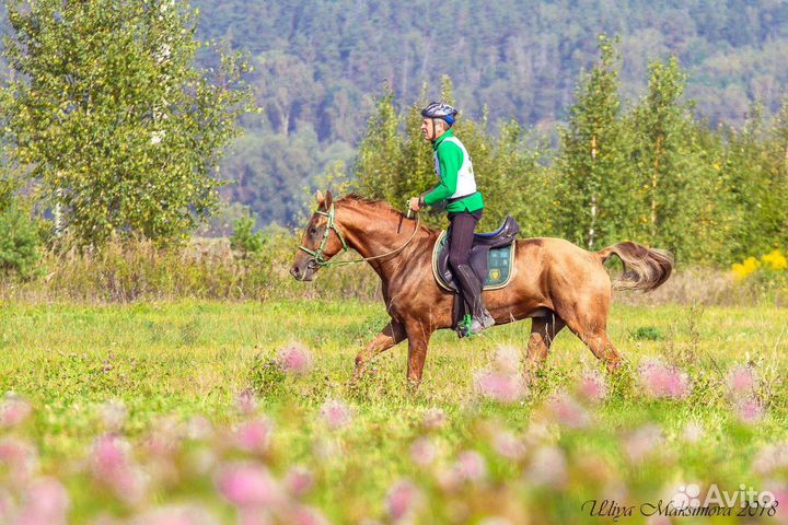 Донской мерин 2013г.р