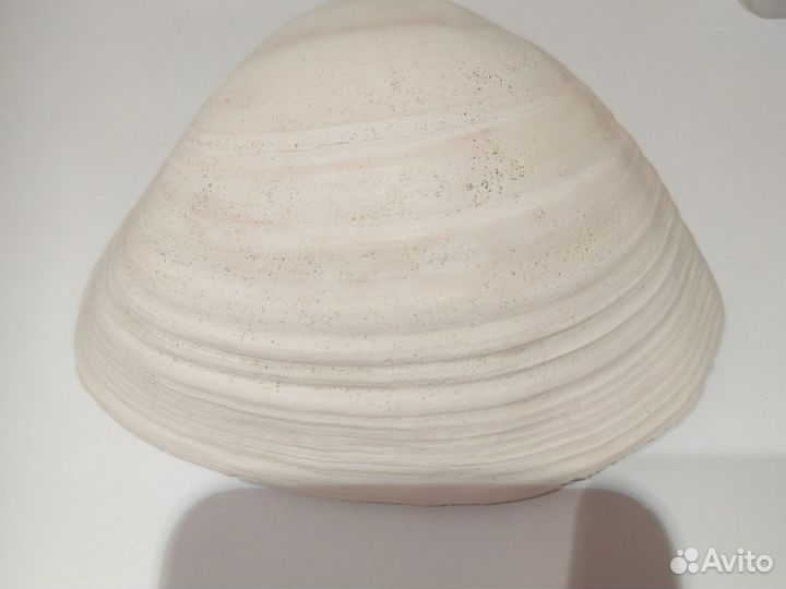 Ракушка морская