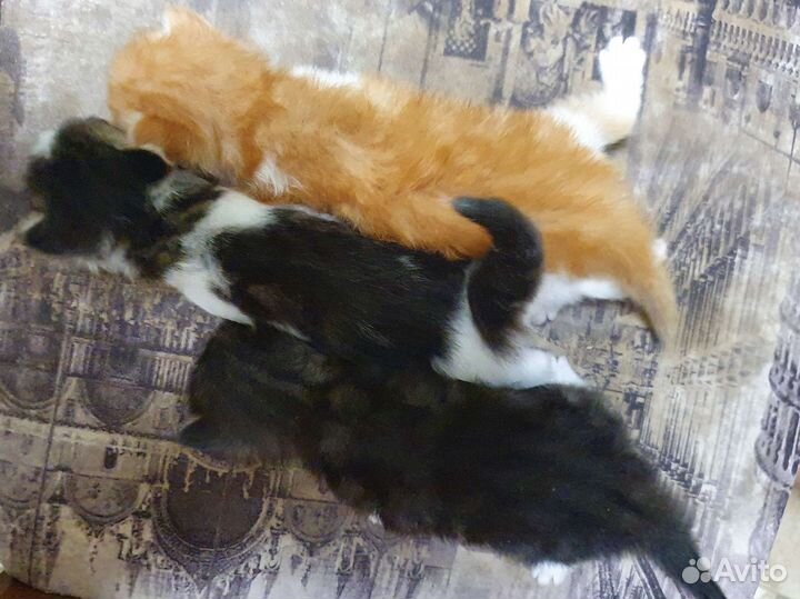 Котята в добрые руки