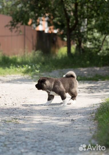 Щенки американской акиты