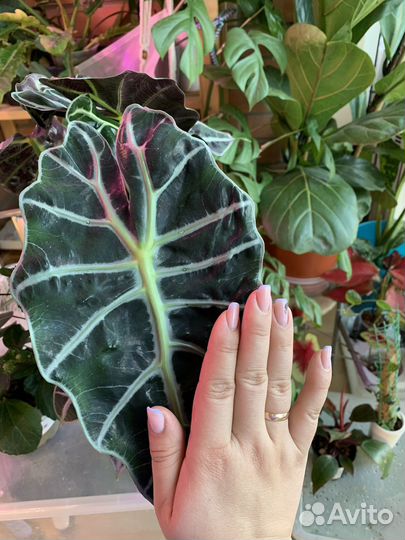 Алоказия амазоника