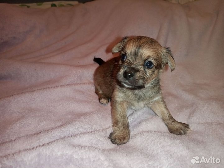 Йоркширский терьер