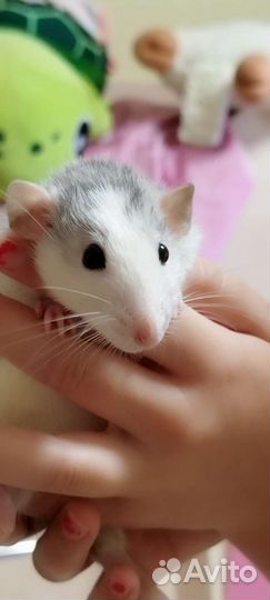 Крыса дамбо