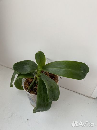 Орхидея бабочка Ох madonna