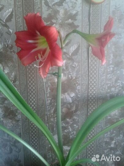 Лилия домашняя (гиппеаструм)