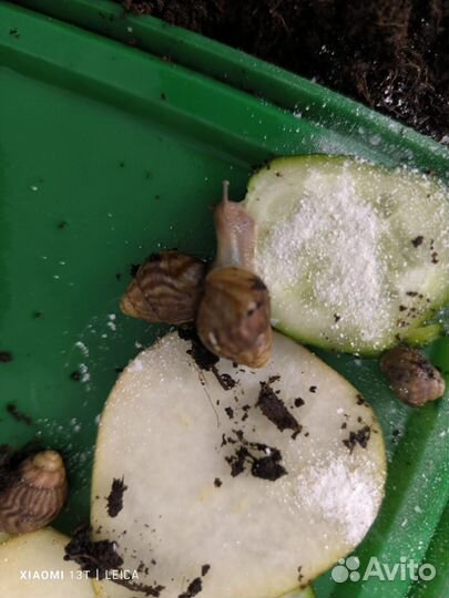 Улитки ахатины