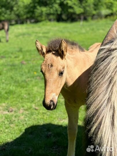 Жеребчик и кобылка