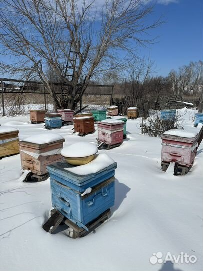 Пчелы с ульями