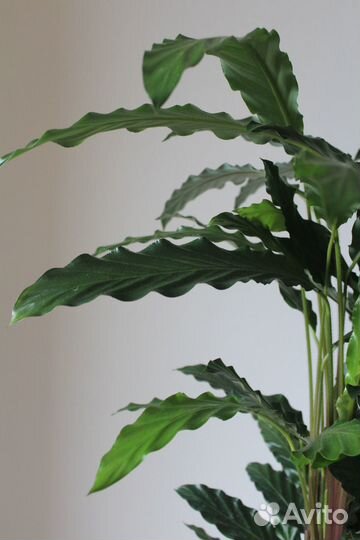 Калатея горшечная