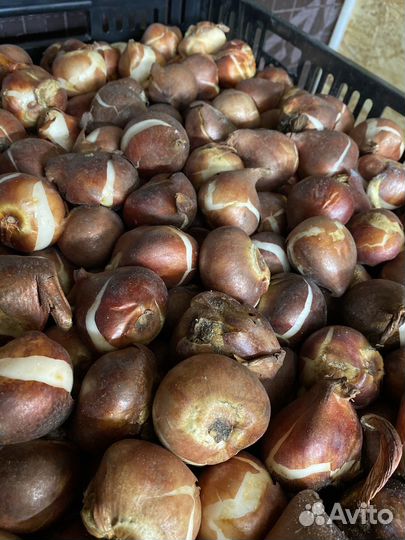 Луковицы тюльпанов