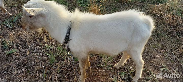 Козел зааненский