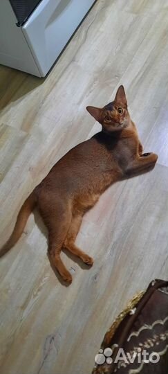 Абиссинские котята