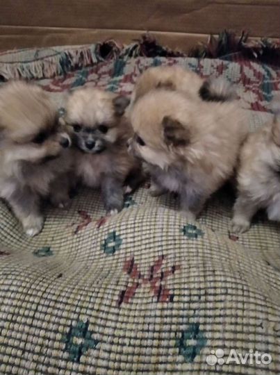 Шпицы померанцы. Разные. Доставка из Челябинска