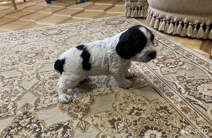 Русский охотничий спаниель щенки