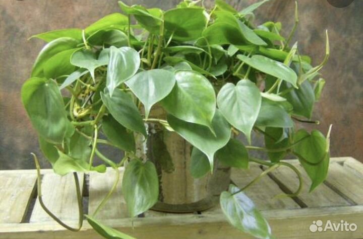 Филодендрон Сканденс/лазящий
