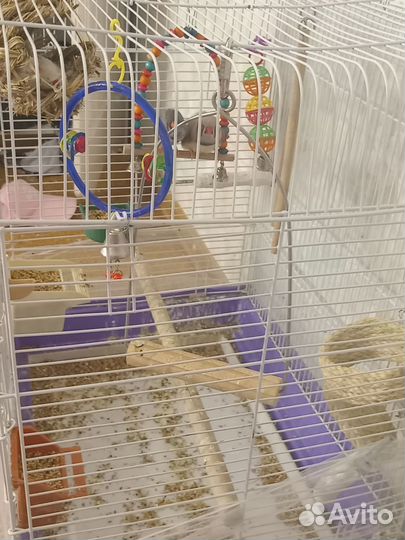 Птица зебровая амодина 3 шт+клетка