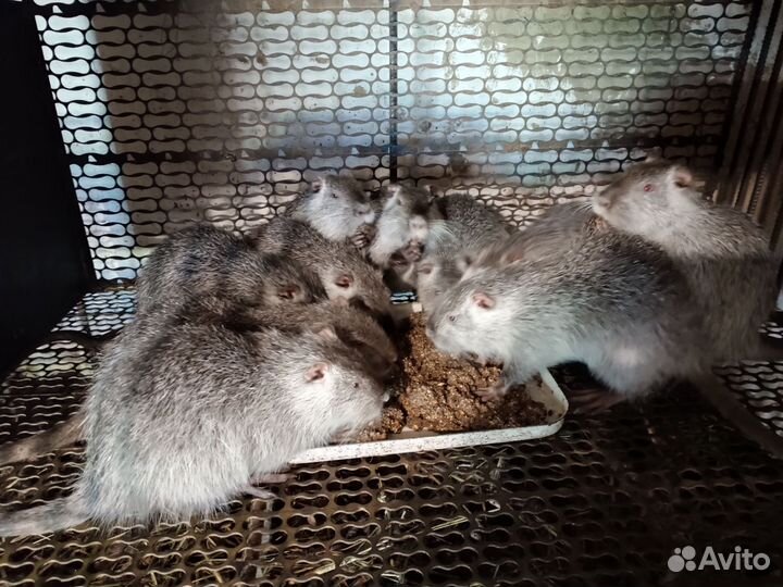 Нутрии 5-ть месяцев