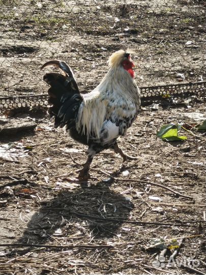 Молодые петухи