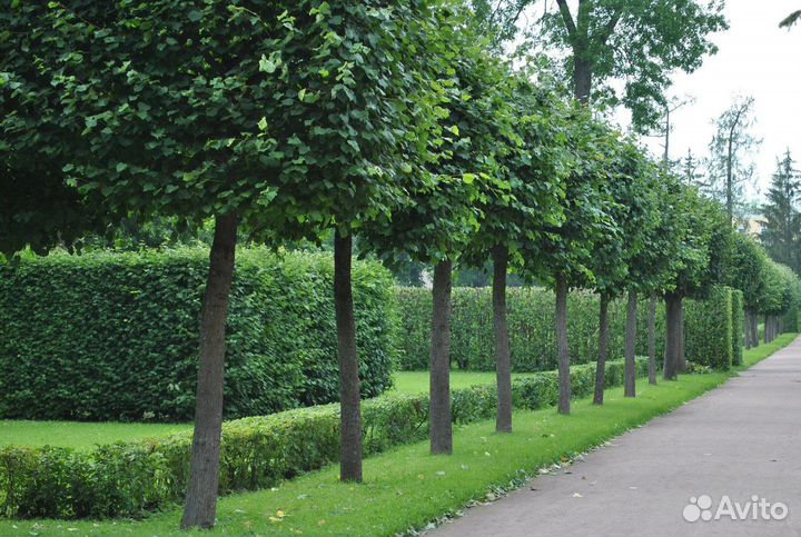 Саженцы Липы