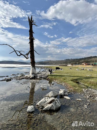 Монголия озеро Хубсугул 14-16.06, 21-23.06