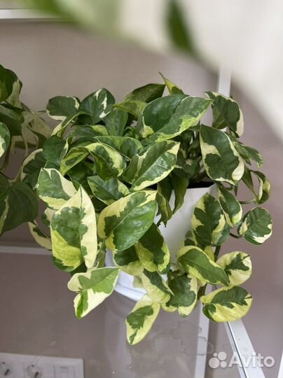 Сциндапсус, эпипремнум, филодендрон