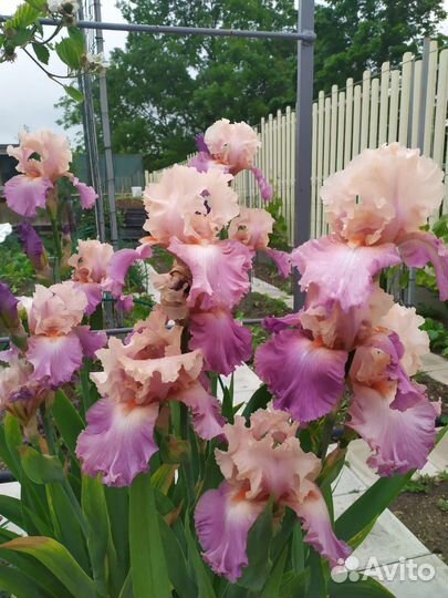 Ирисы бородатые