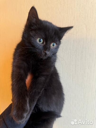 Малыш Савушка ищет маму и папу