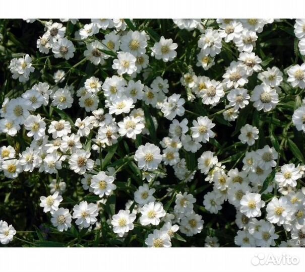 Многолетние садовые растения