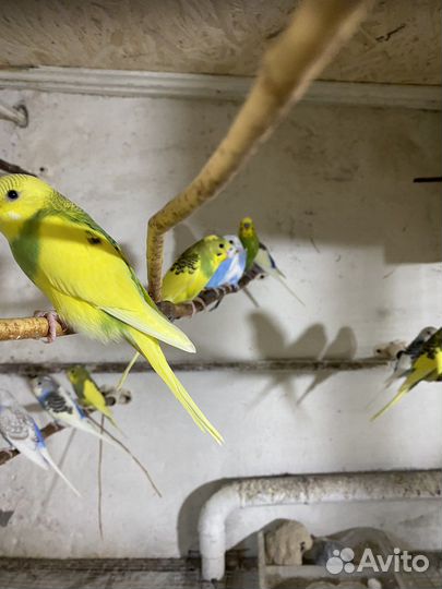 Волнистый попугай