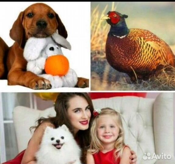 Аренда собак, щенков, для фото и видео, реклама