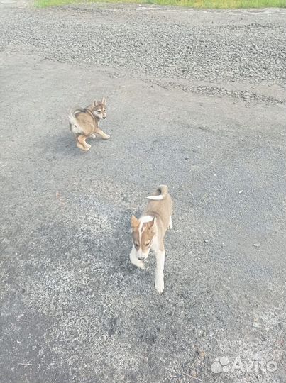 Щенки западно сибирской лайки