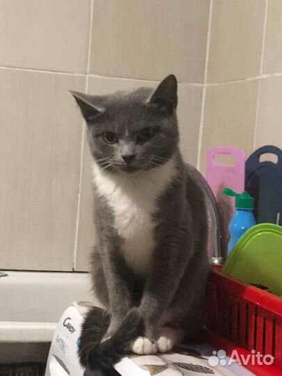 Отдам в добрые руки кошку