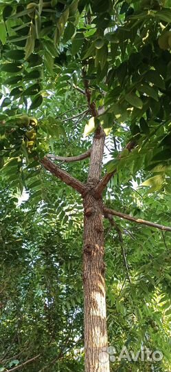 Плоды- семена Черного ореха