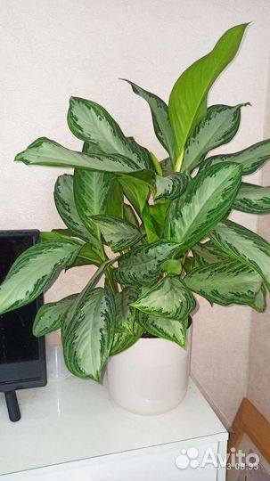 Аглаонема 