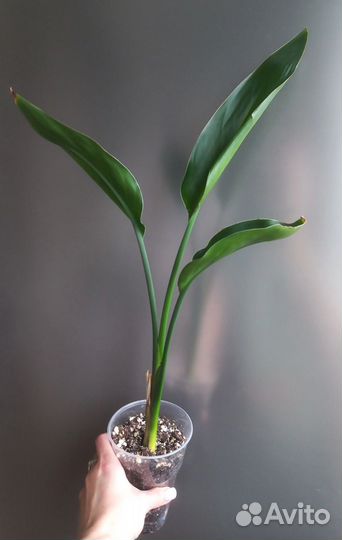 Стрелиция регина