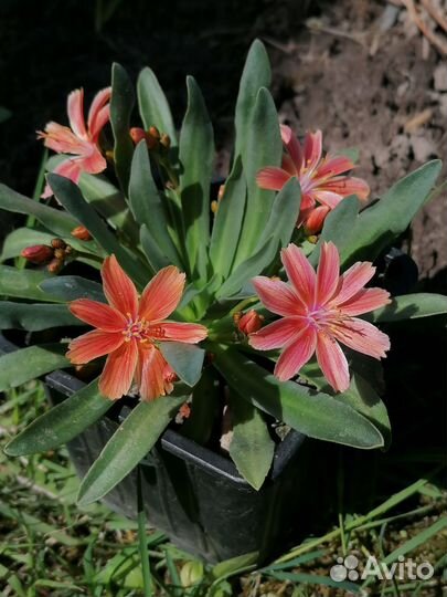 Семена многолетних цветов