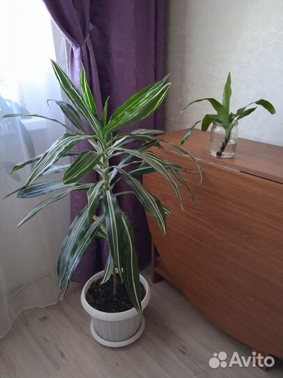 Редкие домашние растения