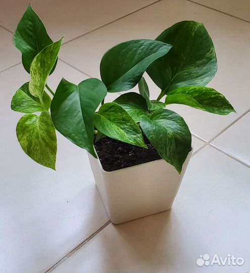 Филодендрон, Эпипремнум, Сциндапсус