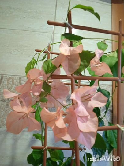 Бугенвиллия взрослая