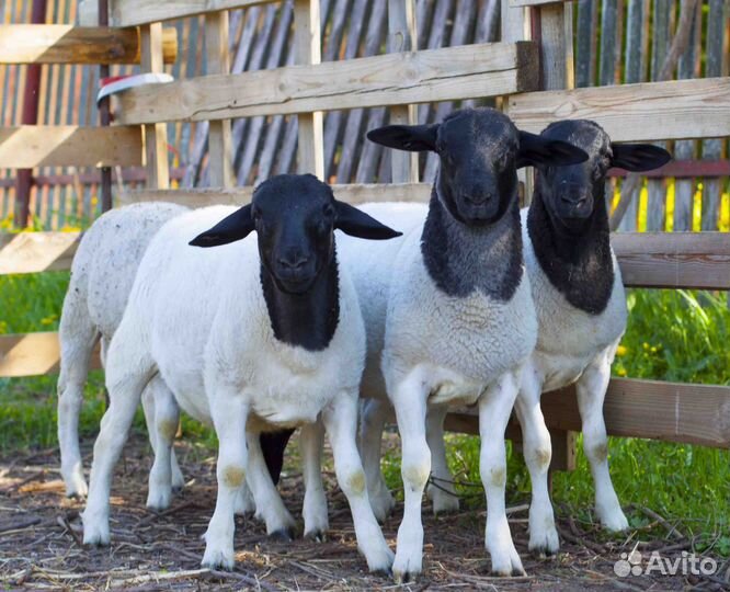 Дорпер баранчики