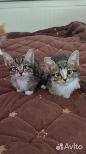 Котята бесплатно