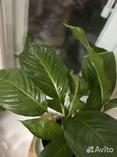 Спатифиллум женское счастье
