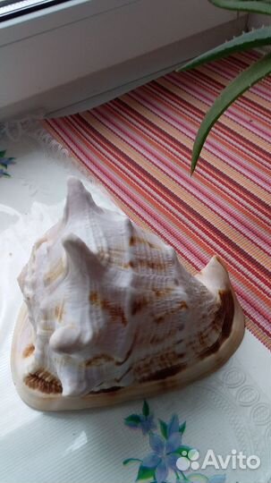 Ракушка морская большая