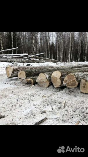 Пиловочник кругляк ель сосна береза осина