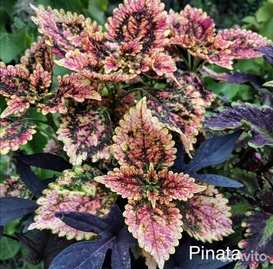 Колеусы укорененные