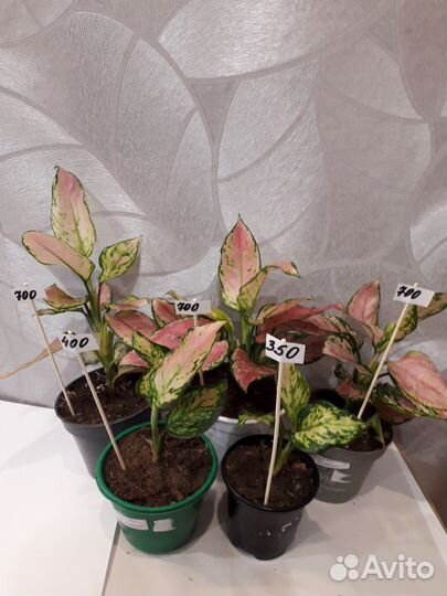 Комнатные растения цветы г.Брянск