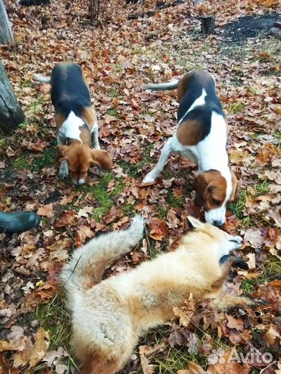 Собака эстонская гончая (выжловка)