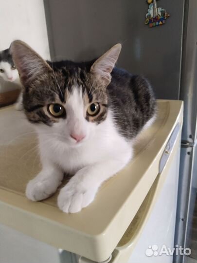 Котёнок в добрые руки