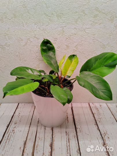 Комнатные растения